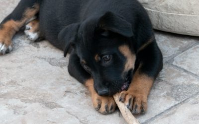 La mastication : le pilier oublié de la dépense mentale et de l’équilibre canin