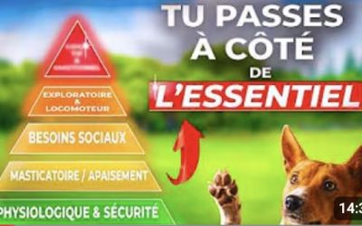 5 niveaux de la pyramide des besoins du chien pour une éducation vraiment durable