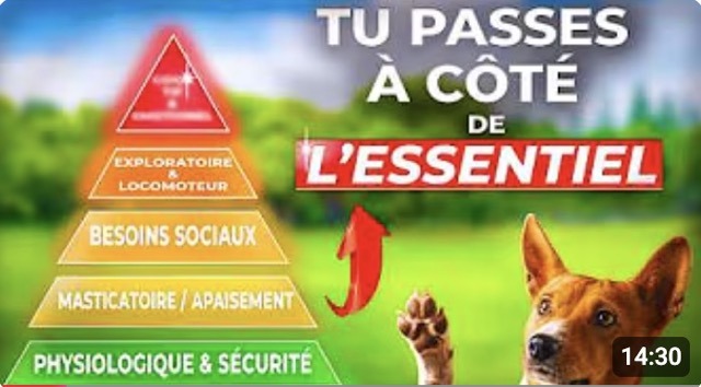 Pyramide des besoins du chien