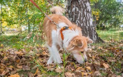 Balade olfactive chien : pourquoi renifler est essentiel à son équilibre