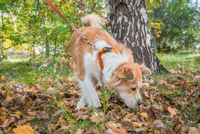 Balade olfactive chien