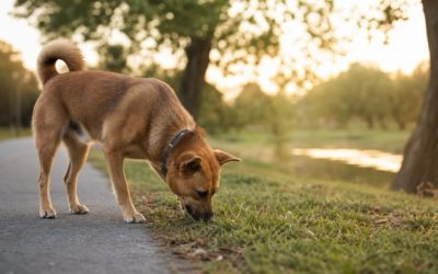 Faut-il vraiment fatiguer son chien ?