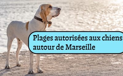 Plages autorisées aux chiens autour de Marseille (13)