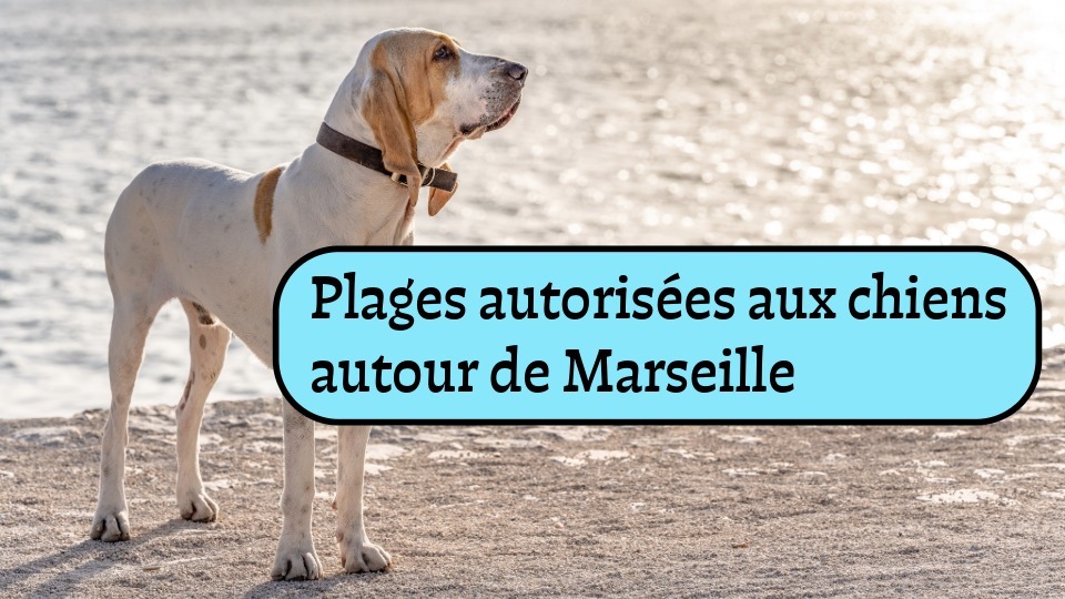 plage autorisée aux chiens Marseille