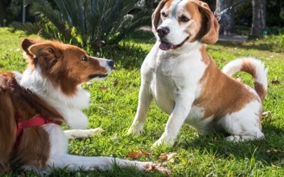 Où promener son chien à Marseille : parcs et calanques