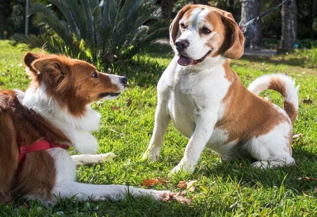 Où promener son chien à Marseille