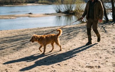 Bords de Loire en Touraine avec son chien
