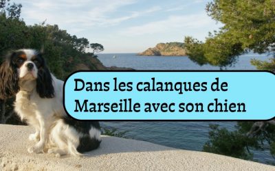 Son chien dans les Calanques de Marseille : les règles