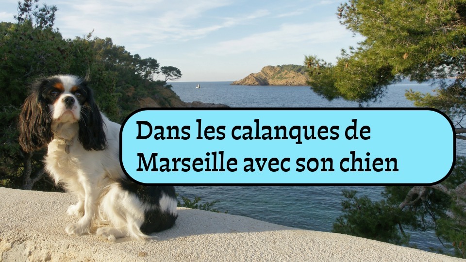 chien dans les calanques de marseille