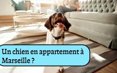 Vivre avec un chien en appartement à Marseille