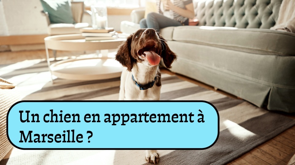 Vivre avec un chien en appartement à Marseille