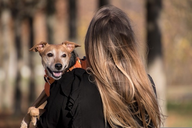 Comment bien choisir son équipement de promenade pour chien ?