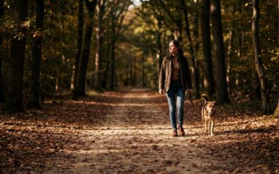 Forêt de Bouconne avec son chien : sentiers et règles