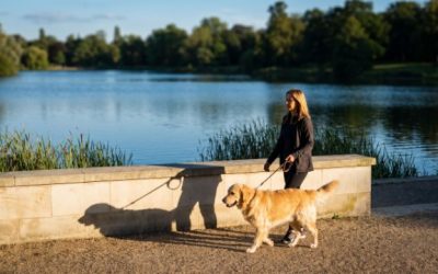 Le lac de la Ramée avec son chien : balade et règles