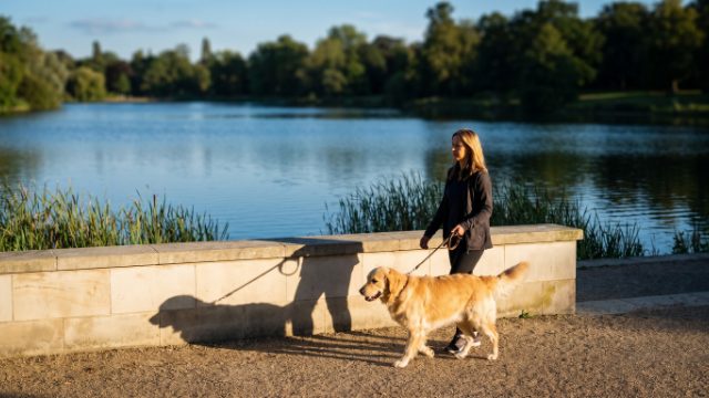 Le lac de la Ramée avec son chien : balade et règles