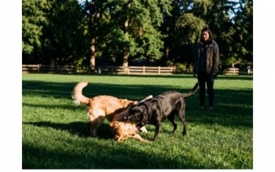 Parc à chiens à Reims : les 3 aires canines