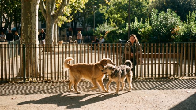 Parc à chiens à Toulouse : les caniparcs par quartier