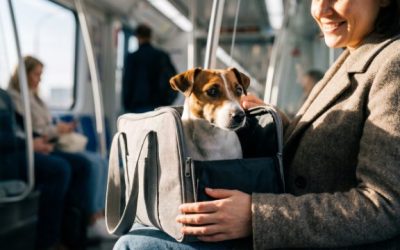 Prendre le métro avec son chien à Toulouse : les règles