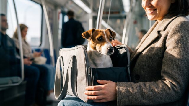 prendre le métro avec son chien à Toulouse
