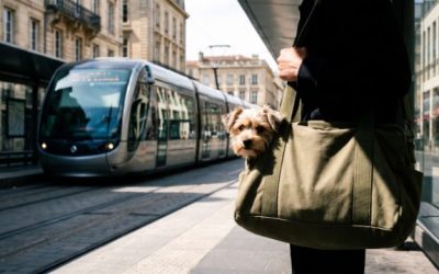 Prendre le tram avec son chien à Reims