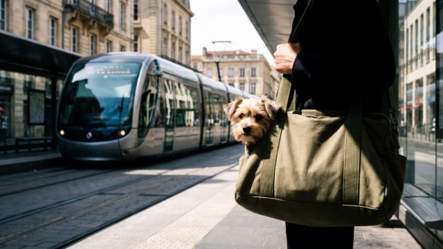 Prendre le tram avec son chien à Reims