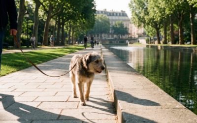 Promener son chien à Reims : parcs et coulée verte