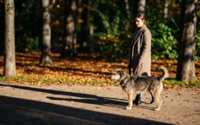 Promener son chien à Tours : parcs et règles