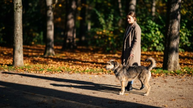 Promener son chien à Tours : parcs et règles