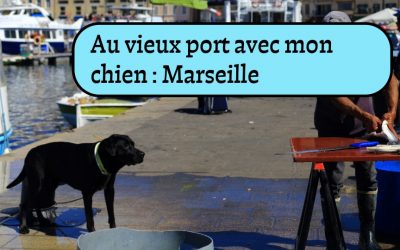 Promener son chien au Vieux-Port et sur le front de mer