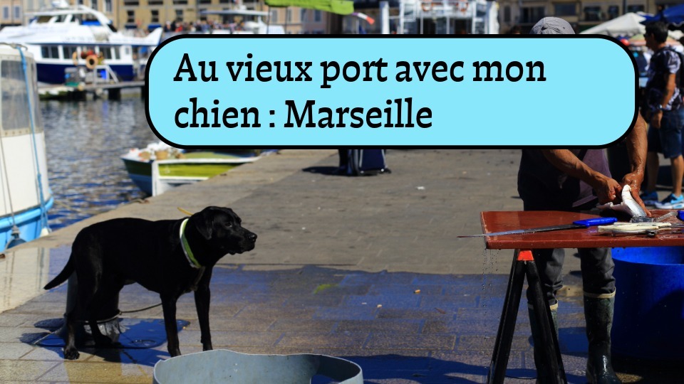 promener son chien au Vieux-Port