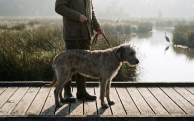 Promener son chien au nord de Nantes : Erdre, canal et Loire