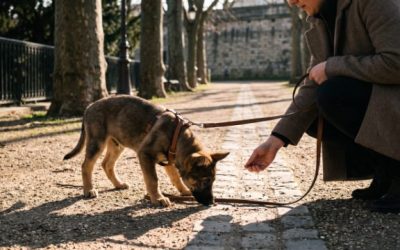 Socialiser son chiot à Nantes : lieux, règles et étapes