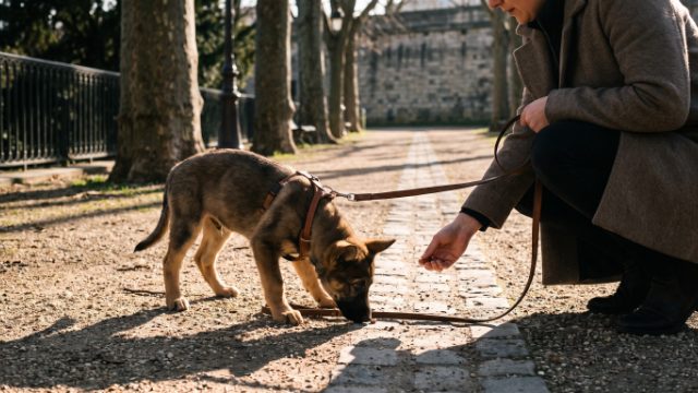 socialiser son chiot à Nantes
