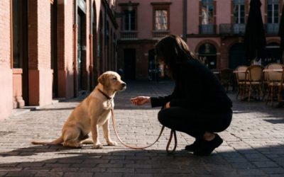 Socialiser son chiot à Toulouse : le programme