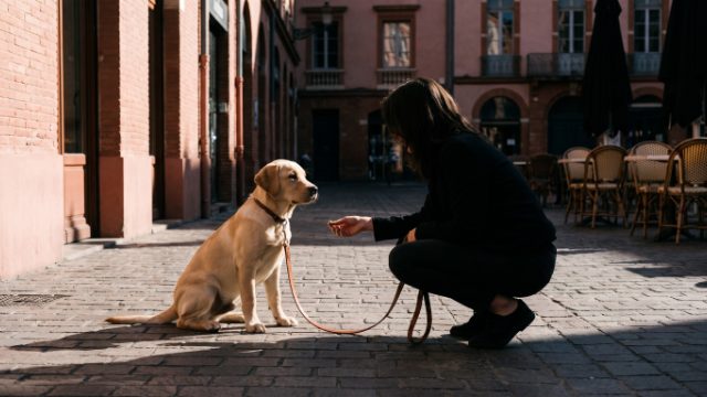 socialiser son chiot à Toulouse