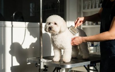 Toiletteur Chien Albertville : 3 Bonnes Adresses