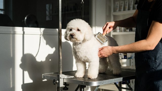 toiletteur chien Albertville