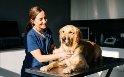 Vétérinaire chien Albertville : cliniques et urgences