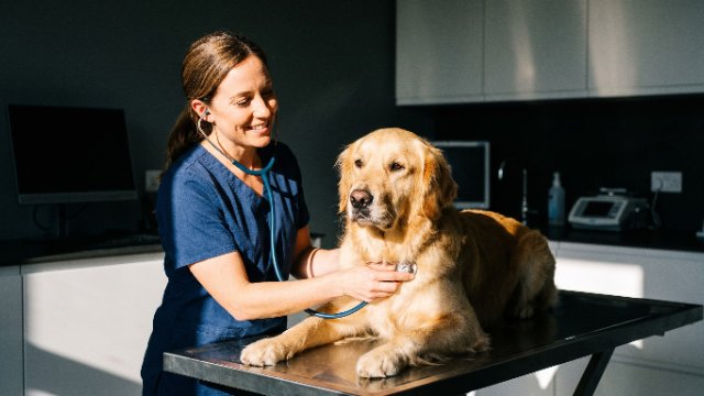 vétérinaire chien Albertville
