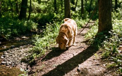 Balader son chien le long de l’Yzeron