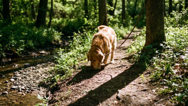 Yzeron avec son chien
