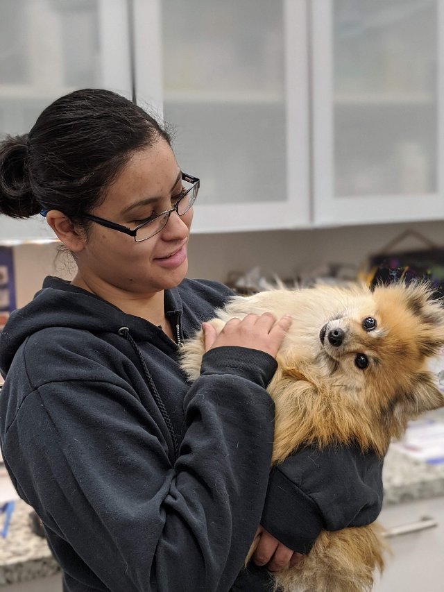 Chien examiné en clinique, cadre des études vétérinaires