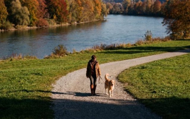 Promener son chien à Bayeux