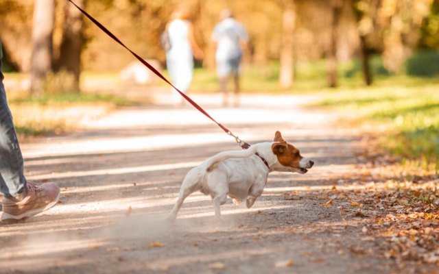 Promener son chien à Rennes