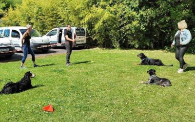 Stage pratique éducateur canin : le guide complet de tes 10 jours sur le terrain