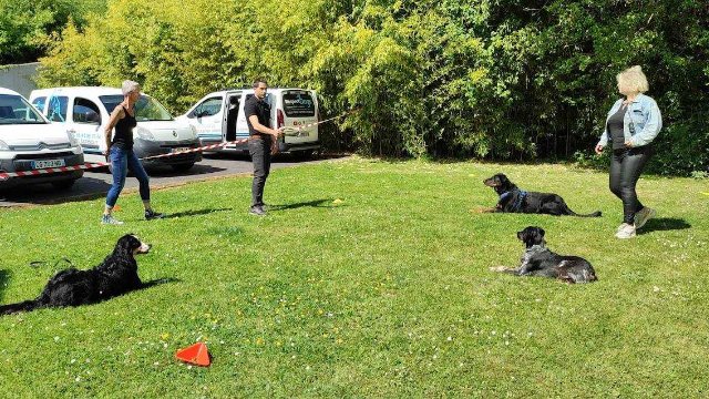 Stage pratique éducateur canin : le guide complet de tes 10 jours sur le terrain