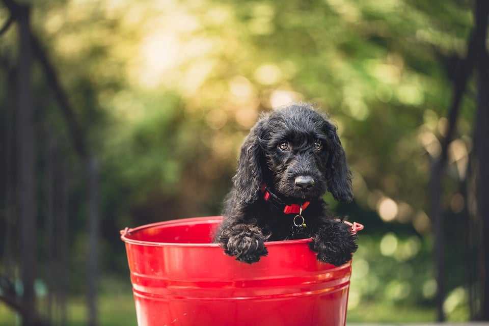la socialisation du chiot