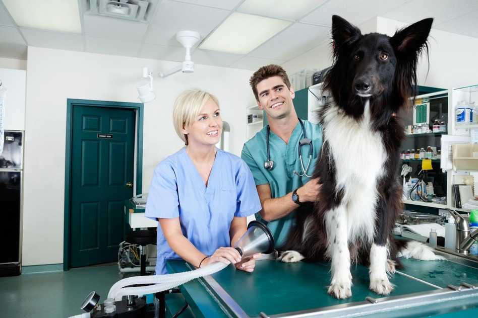chien chez le vétérinaire