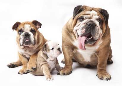 English Bulldog puppy