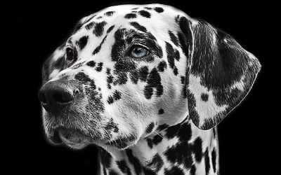 Éducation Chien Sourd : Comment éduquer un chien sourd ?
